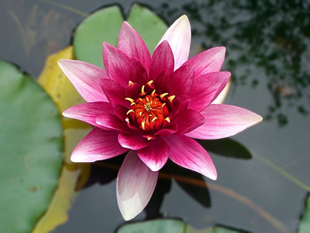 flor-de-loto-Nelumbo-nucifera-1024×771 